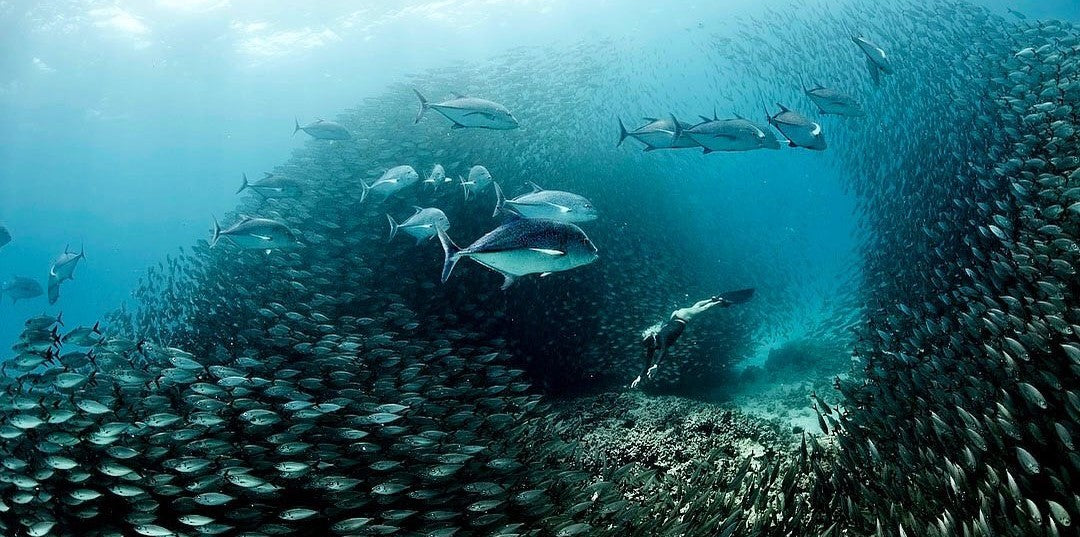 海中を進むダイバー — Evolve公式ABOUT写真